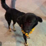 Dog Day Diwali | Photo taken by Ellie t