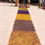 Rose petal sidewalk | Photo taken by Maura S