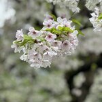 Photo taken by Sakura I