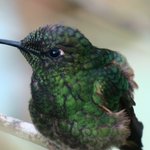 Buff-tailed Coronet hummingbird | Photo taken by Wendy D