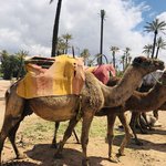 Palmeraie  | Photo taken by Filipinas C