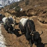 Yak Yak Yak | Photo taken by Tony L