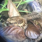 Common Paraque | Photo taken by Kim S