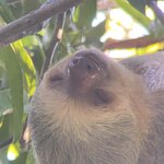 Valentina, asleep in papaya tree on hotel property  | Photo taken by Marilyn L