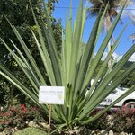 Photo taken by Bincy P