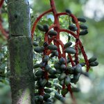 Photo taken by Roveen B