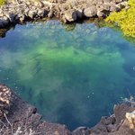 Sharks at the bottom of the inlet! | Photo taken by Peter S
