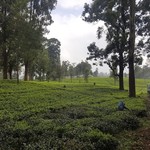 Kandy to Nany Oya train | Photo taken by Gary M