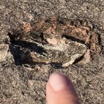 exploring the dinosaur park | Photo taken by Darina B