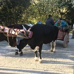 coffee bean transports aren't what they used to be | Photo taken by B P