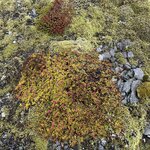 Photo taken by Tom B