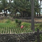 Farming chillis and tomatoes on the island. | Photo taken by Sylvanna C