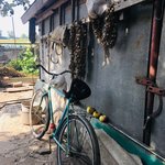 Transportation & garlic | Photo taken by Barbara D