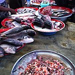 Fishy | Photo taken by Rodney S