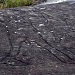 Photo taken by Linnaea M