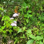 Photo taken by Camille S