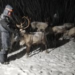 Feeding the reindeer  | Photo taken by Anita C