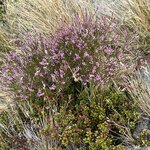 Photo taken by Joan B