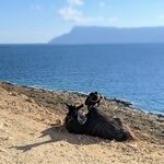 Even the goats can't get enough of the view | Photo taken by Jason C