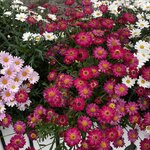 Photo taken by Sharon S