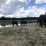 Elephants going to the river  | Photo taken by Gerald S