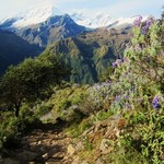 Alpine Lupine Forrest   | Photo taken by Jennifer S