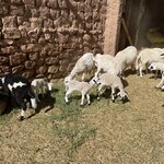 Photo taken by Rajgopal I