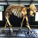 One that died four years ago. | Photo taken by Rodney S