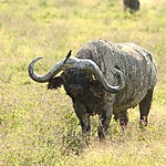 Buffalos are very dangerous but this bird does not seem to mind. | Photo taken by Jonathan G