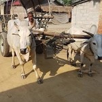 Ox cart | Photo taken by Kim S