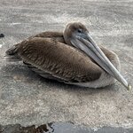 Photo taken by Randy H