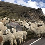 Peruvian traffic jam | Photo taken by Kristin T