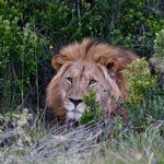 Late evening Lion Amakhala | Photo taken by Nick F