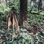 Termite Hills in Woods | Photo taken by matthew h
