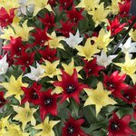 Photo taken by Monique L