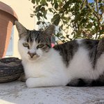 There were cats everywhere | Photo taken by David C