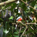 Blue-crowned trogon | Photo taken by Robert T
