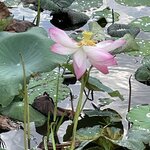 Photo taken by Graziela O