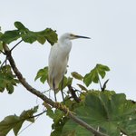 Little egret | Photo taken by Robert T