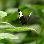 Selvatura Butterfly Garden | Photo taken by Laura M