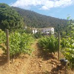 The vineyard | Photo taken by Carol P