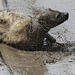 Giving a good shake  | Photo taken by Jonathan G
