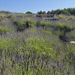 Photo taken by Carol H