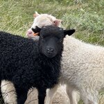 Photo taken by Dawn S