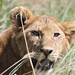 Female lions do all the hunting | Photo taken by Jonathan G