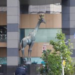 Giraffe | Photo taken by peter e