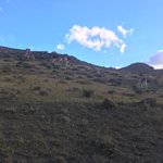 Wild llamas | Photo taken by Beth S