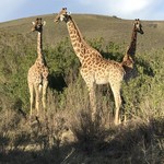 Gondwana Game Reserve | Photo taken by Missy C
