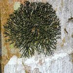 Photo taken by Brett F