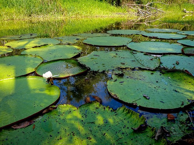 Amazonas Expedition - Day 4